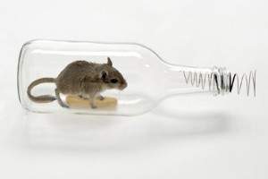 Como hacer trampas para ratones con botellas