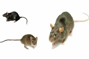 Cómo eliminar ratas y ratones de la casa