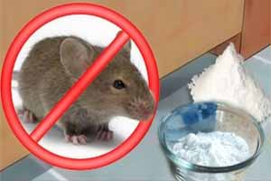 Cómo acabar con los ratones en nuestra casa de manera natural